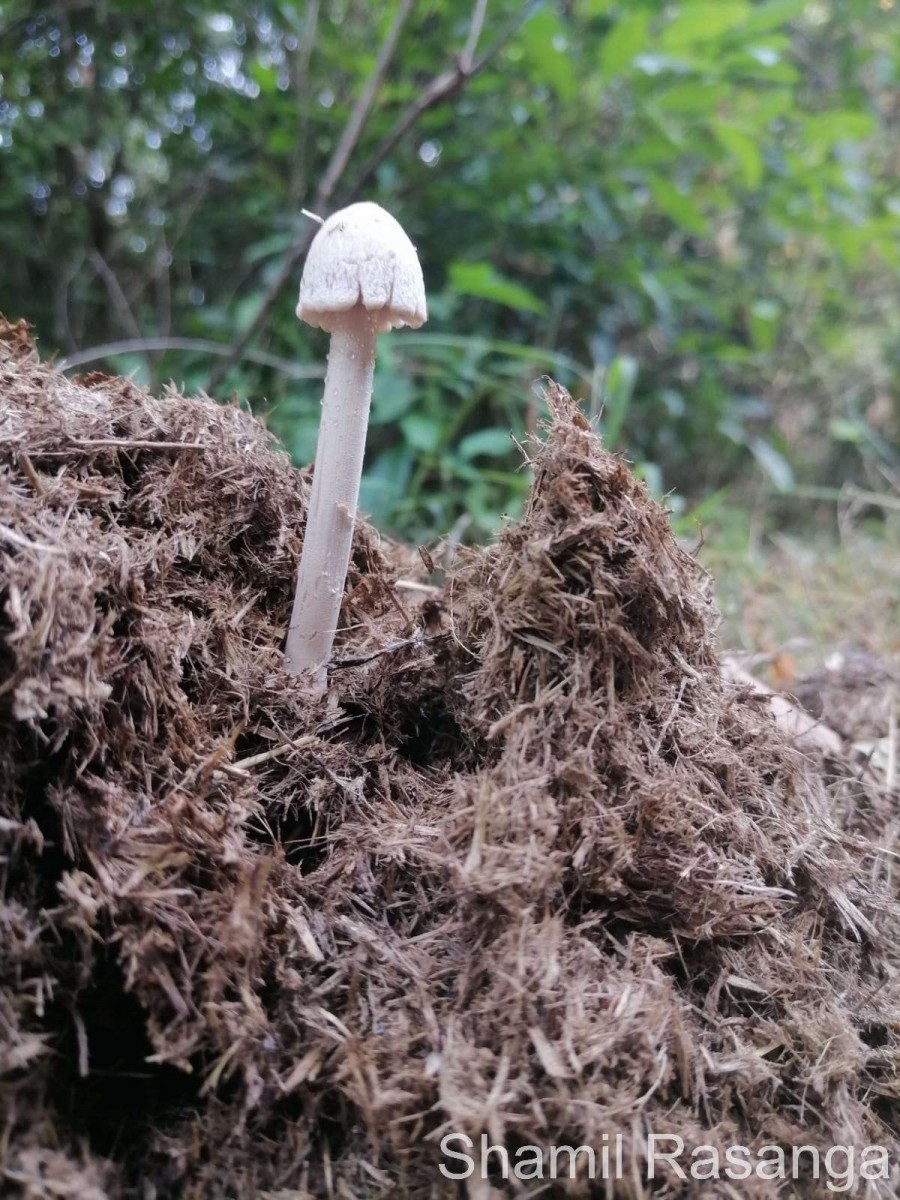 Panaeolus